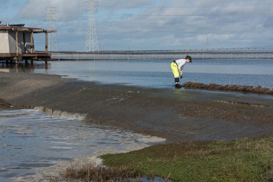 Sandbagging the over flowing levy at Baylands Reserve Palo Alto during a King Tide