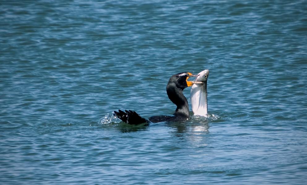 A double-crested cormorant (Phalacrocorax auritus) eat an average of one pound of fish per day. They prey on many species of fish but concentrate on those that are easiest to catch.