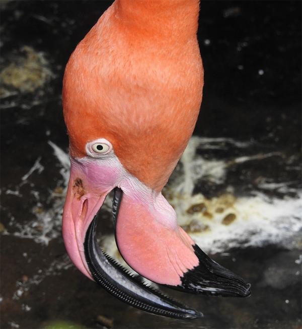 Portrait of Flamingo's lamellae which lines mandibles to separate mud & silt from algae, insects, shrimp, etc.