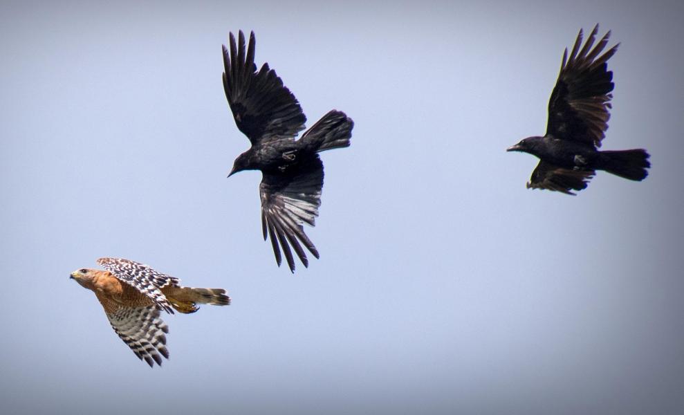 Two American crows (Corvus brachyrhynchos) engaged in a common behavior known as MOBBING, in which several birds harass a predatory bird, here a red shouldered hawk (Buteo lineatus) .