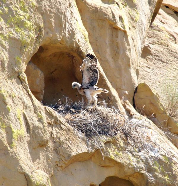 Red-tailed Hawk chick,(Buteo jamaicensis) stretches wings prior to fledging