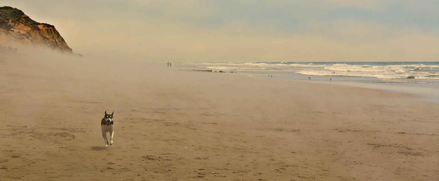 Favorite memory of Roscoe on his favorite Land's End beach run before he crossed the Rainbow Bridge