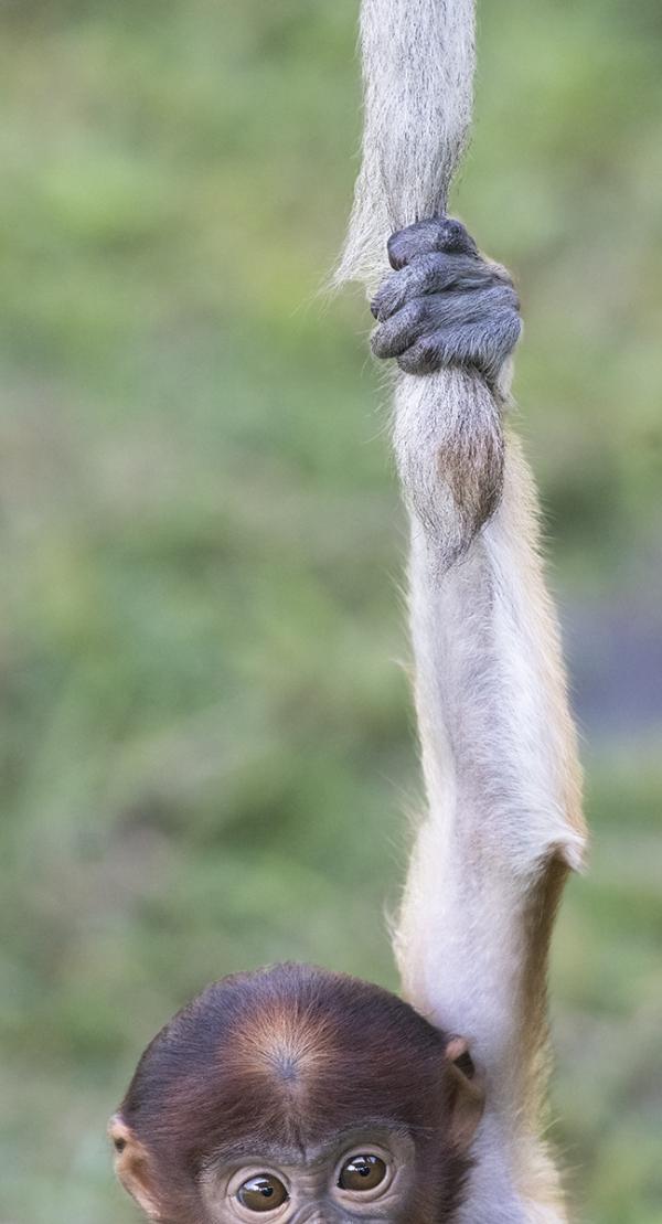 Hanging on by a tail