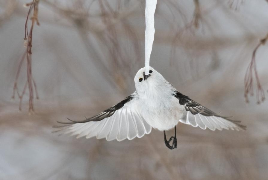 Long-tailed tit nibbles on an icicle