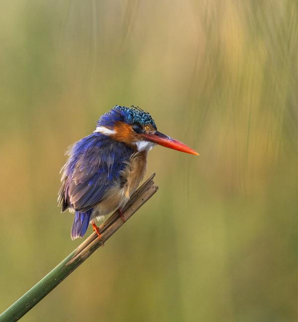 Malachite King Fisher