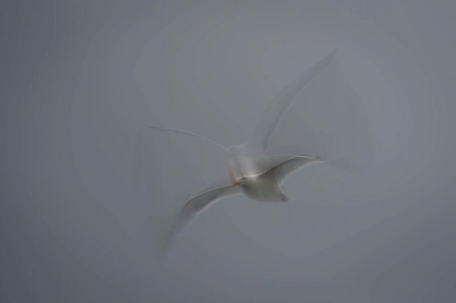 Spirit Rising