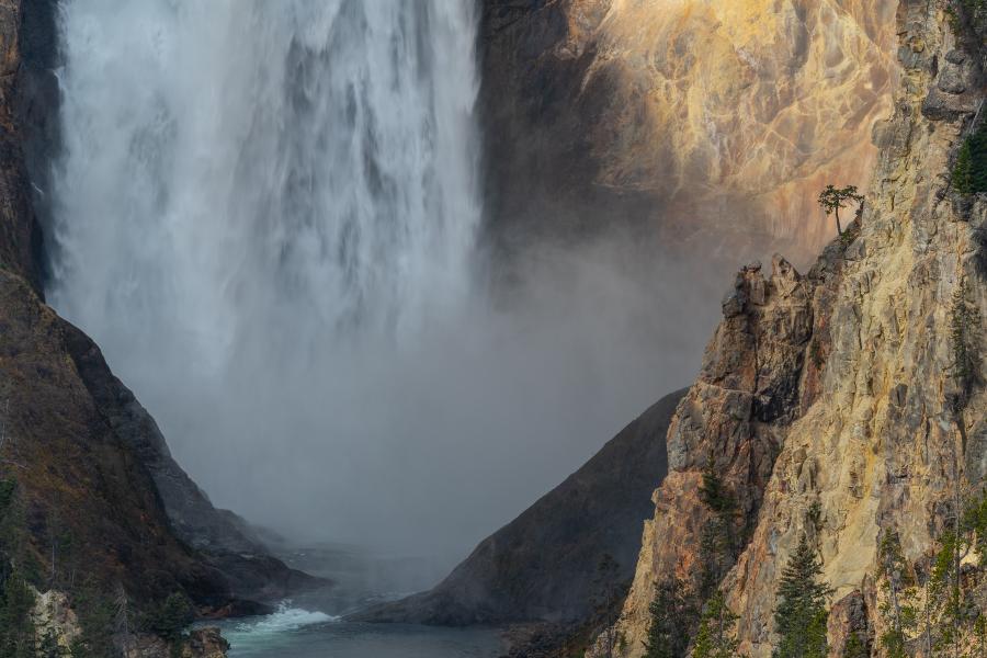 The Tree and the Falls