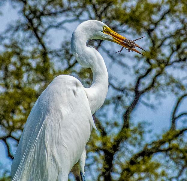 Great Egret (Atdea alba) looking eye to eye with fresh caught prey,