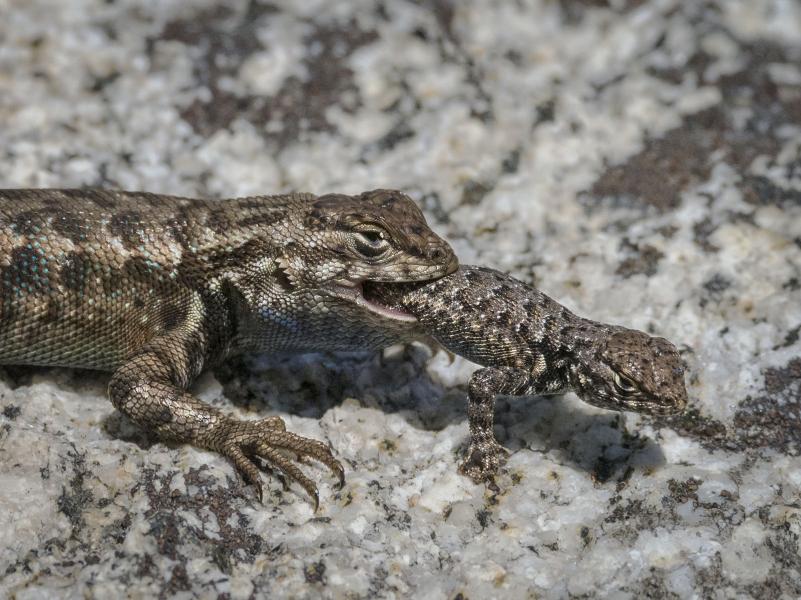 A Southern Brush Lizard cannibalizing another, a rare event