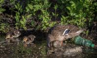 Mother Mallard and two ducklings drink from heavily polluted waterway