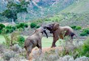 African Elephants.  Elephants are highly social animals that form close bonds and family units.