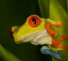 Red-eyed tree frog