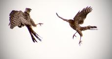 Two red-shouldered hawks (Buteo lineatus) engaged in fighting, or, mating behavior.