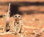 Young meerkats (Suricata suricatta) are taught how to safely catch and eat scorpions