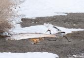 Japanese Crane in pursuit of a red fox, Hokkaido, Japan