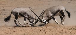 Two Oryx (Oryx gazelle) Sparring, Kalahari Desert, South Africa