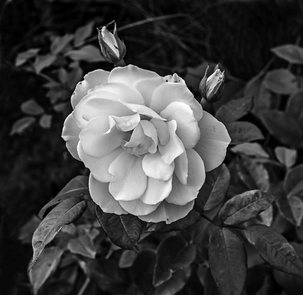 A Shy Rose Casts a Downward Glance