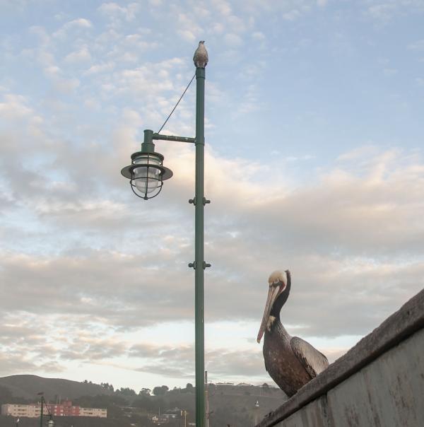 Only a Bird Brain Would Sit Up There