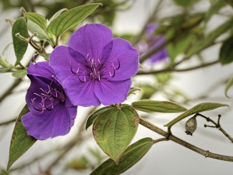 Glory Bush en plein air.