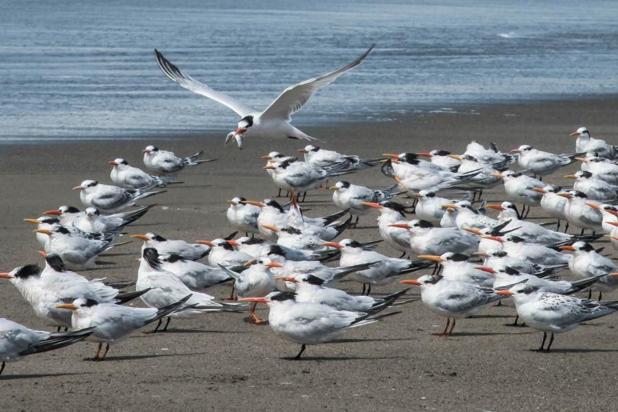 Elegant Terns (Thalasseus elegans) are slow to learn fishing skills, so the adults feed their young for at least 6 months.