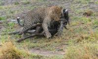 Leopard (Panthera pardus) dragging it's catch a Wildebeest(connochaetes taurinus) out of the river bed.