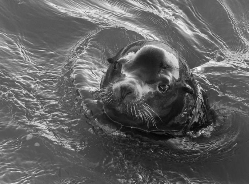 California Sea Lion