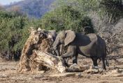 This is all that is left of a magnificent old Baobab tree after one week of gorging by this male elephant.  Destruction of this magnitude puts them in conflict with the local community.