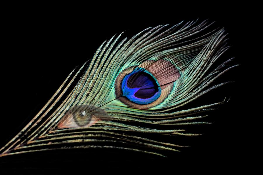 Eye of the Peacock