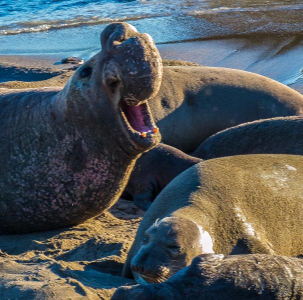 Male Elephant Seal (Mirounga angustirostris) at Piedras Blancas, Bigsur