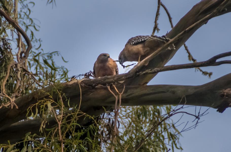 Red-tailed Hawks,(Buteo lineatus) transfer twig for nest building Laguna Grande, Monterey County