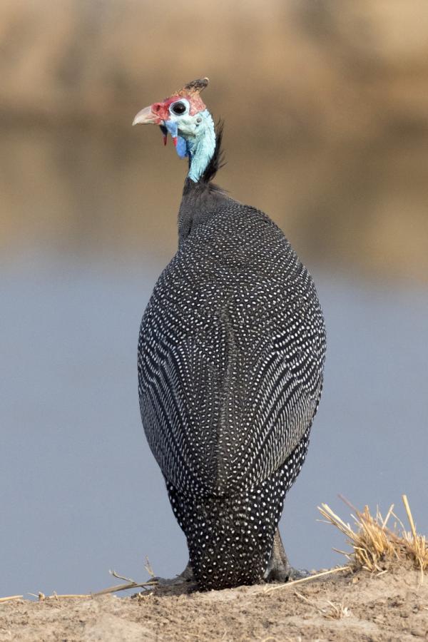 Guinea fowl