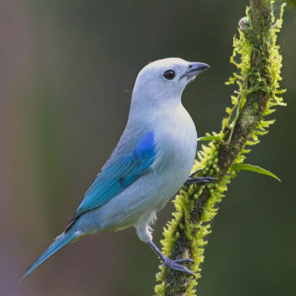 Blue Gray Tanager