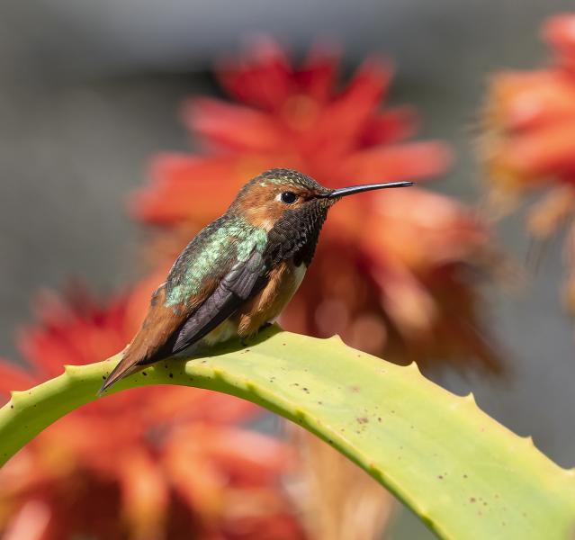 Hummingbird in Red