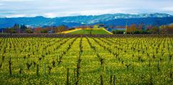 Mustard flowers covered a vineyard at Napa