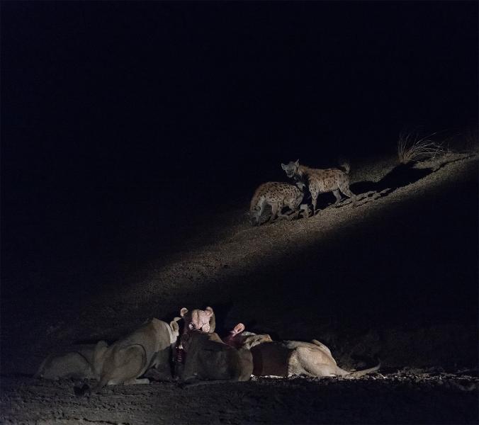 Lionesses devour their kill while two spotted hyenas lurk in the background in hopes of getting any remains