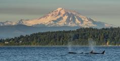 Mt. Baker from the Puget Sound
