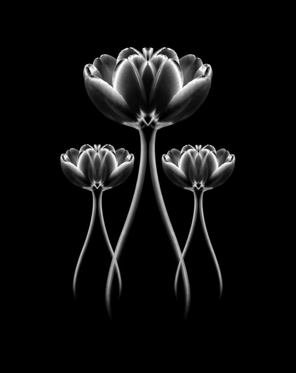 Satin Dancers