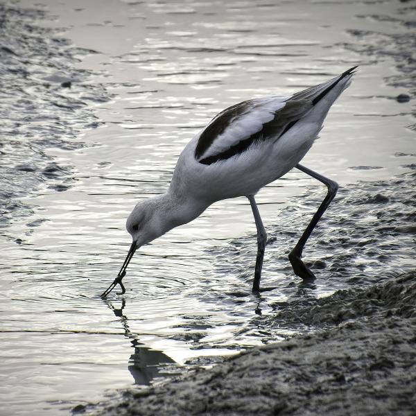 A non-breeding American Avocet (Recurvirostra americana) with a grayish white head uses its beak to catch aquatic invertebrates in the shallow waters of San Francisco Bay near Foster City.