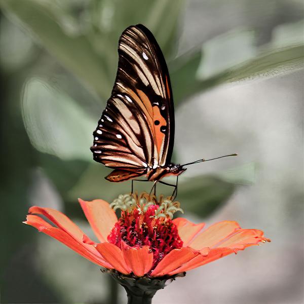 Butterfly and Flower