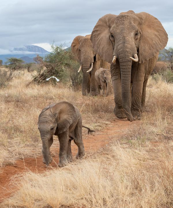 Elephants on the move