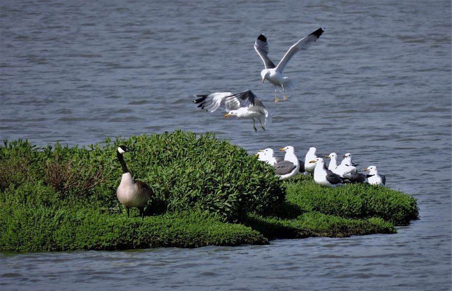 Territorial gulls try to intimidate a Canada goose who remains undauntedly steadfast