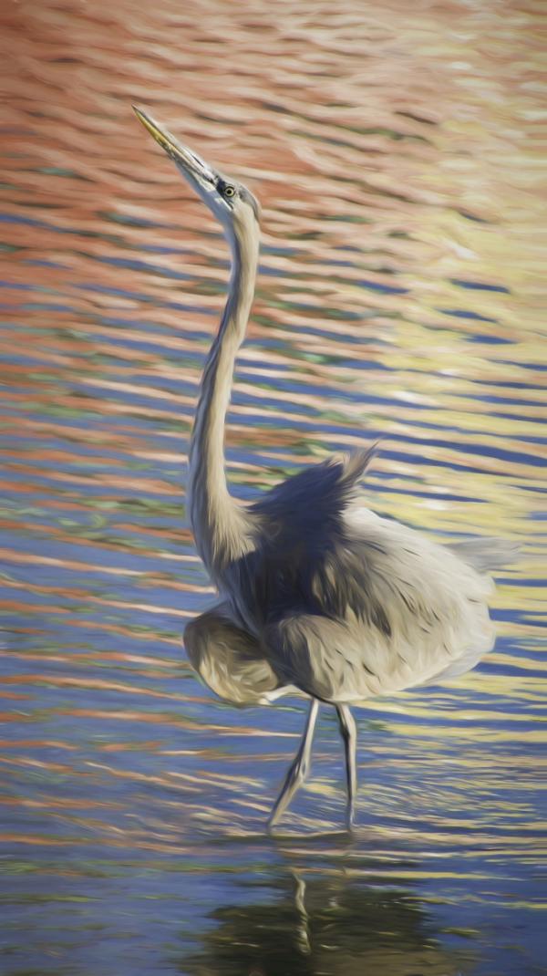 Blue Herron Impressionistica.