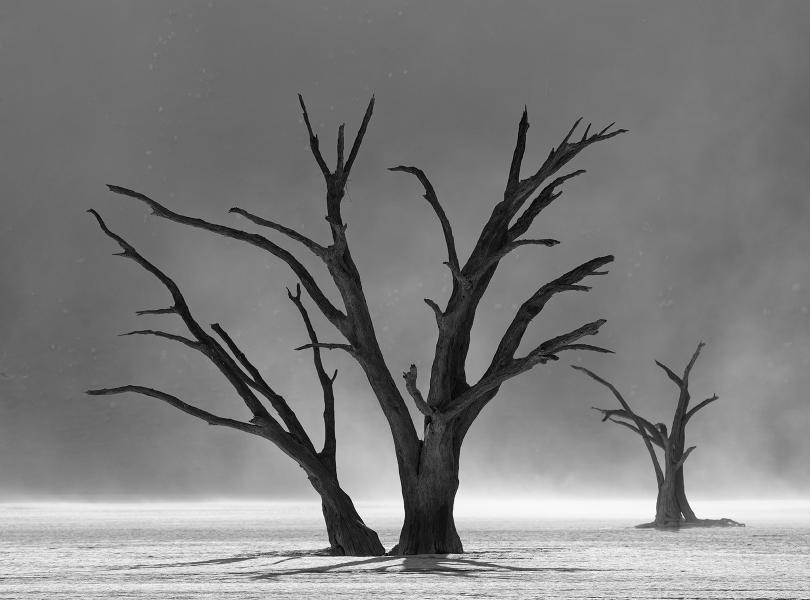 Dead Vlei in Sandstorm, B&W