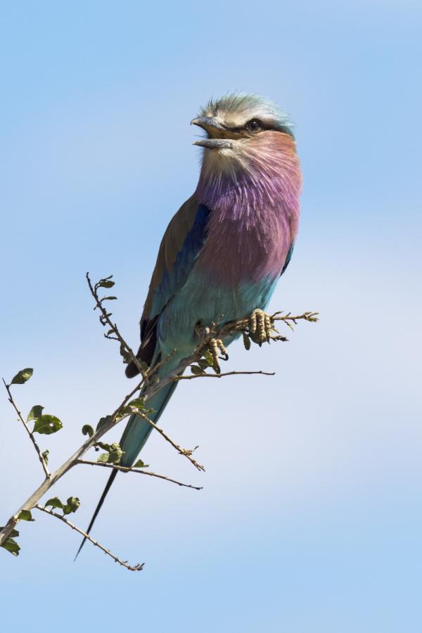 Lilac breasted roller