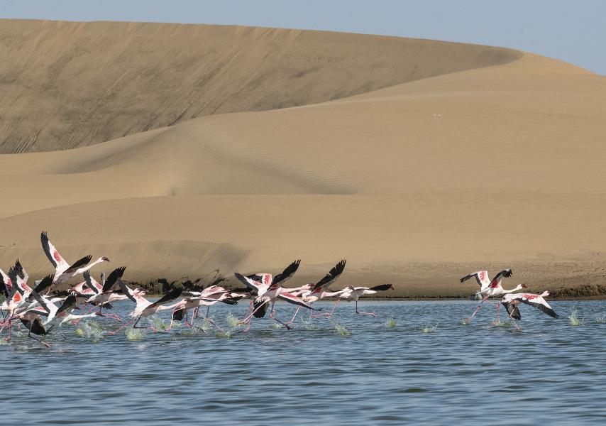 Only in Namibia do you find flamingos flying amidst the sand dunes