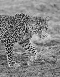 Leopard Cub