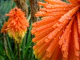 Colorful East Cape Pokers after the rain