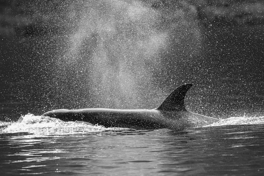 Orca Blow