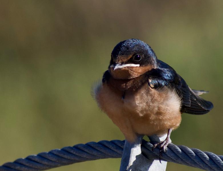 Barn Swallow