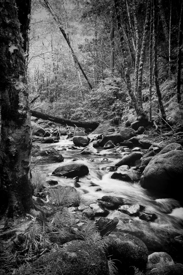 Bloom Creek, Big Basin